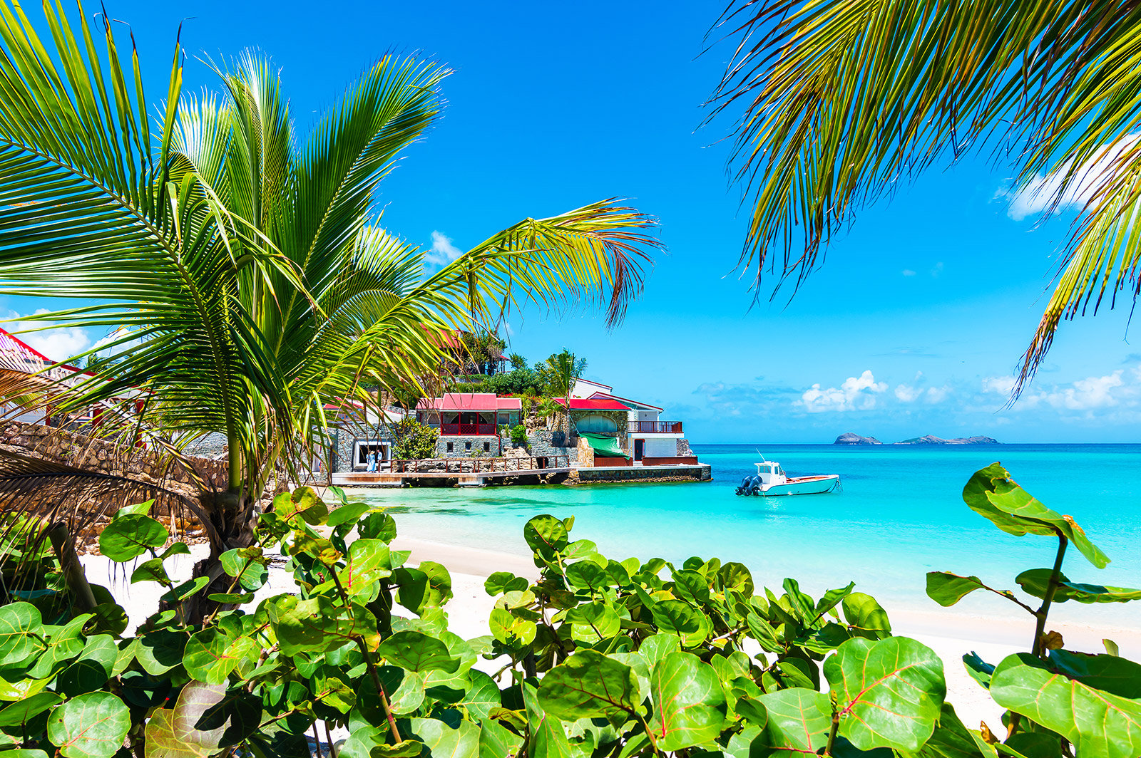 Tropical New Year's II