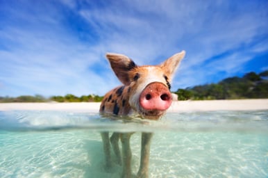 Bountiful Bahamas