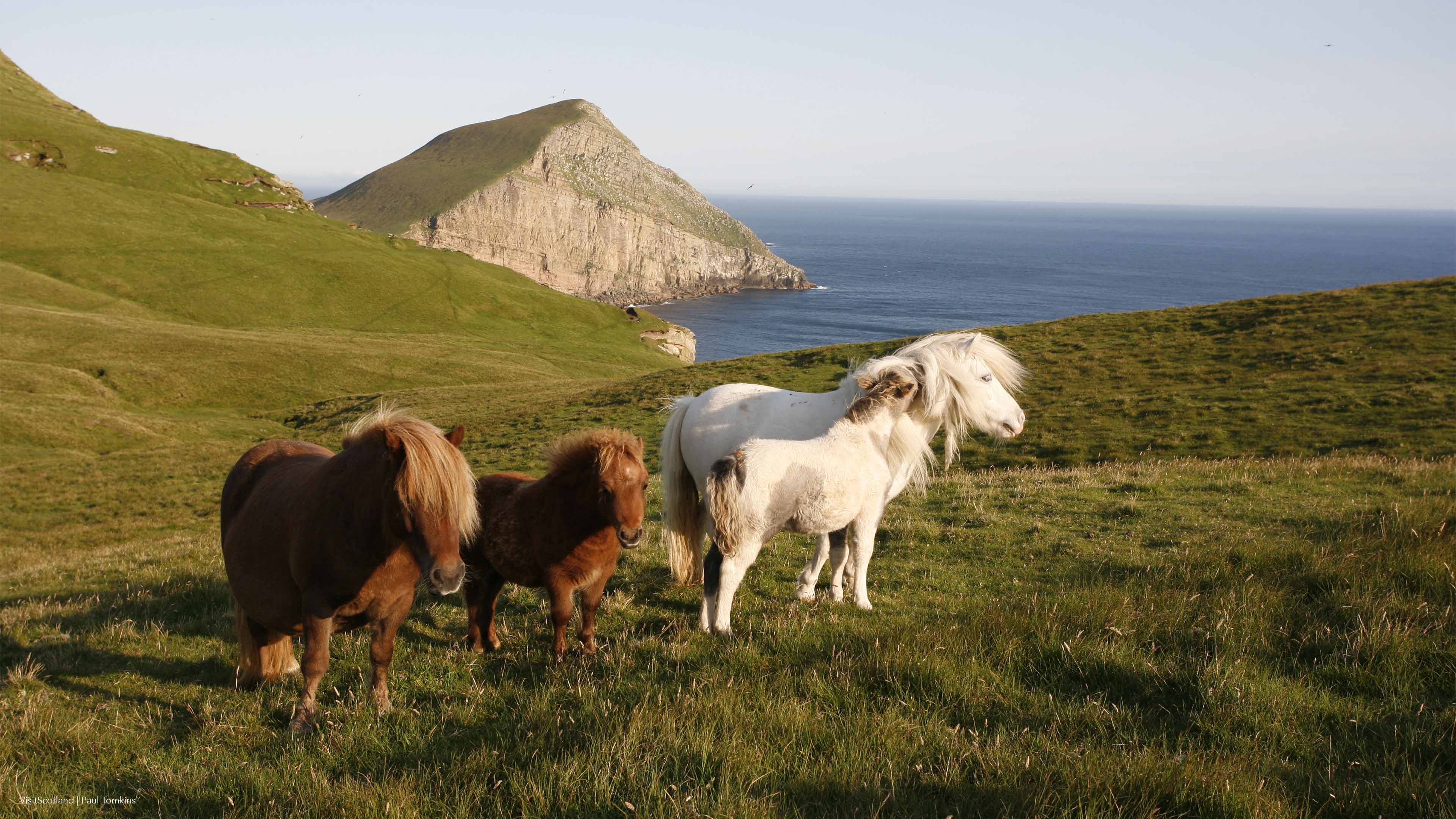 The Shetland Islands