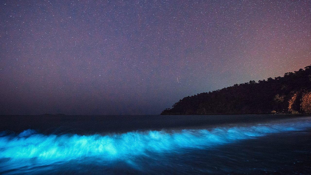 Bioluminescent Bay in Fajardo Bay